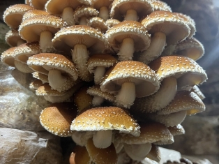 1273037254624091 8195245142984106314 n